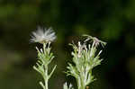 Annual trampweed